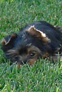 Yorkie Puppy